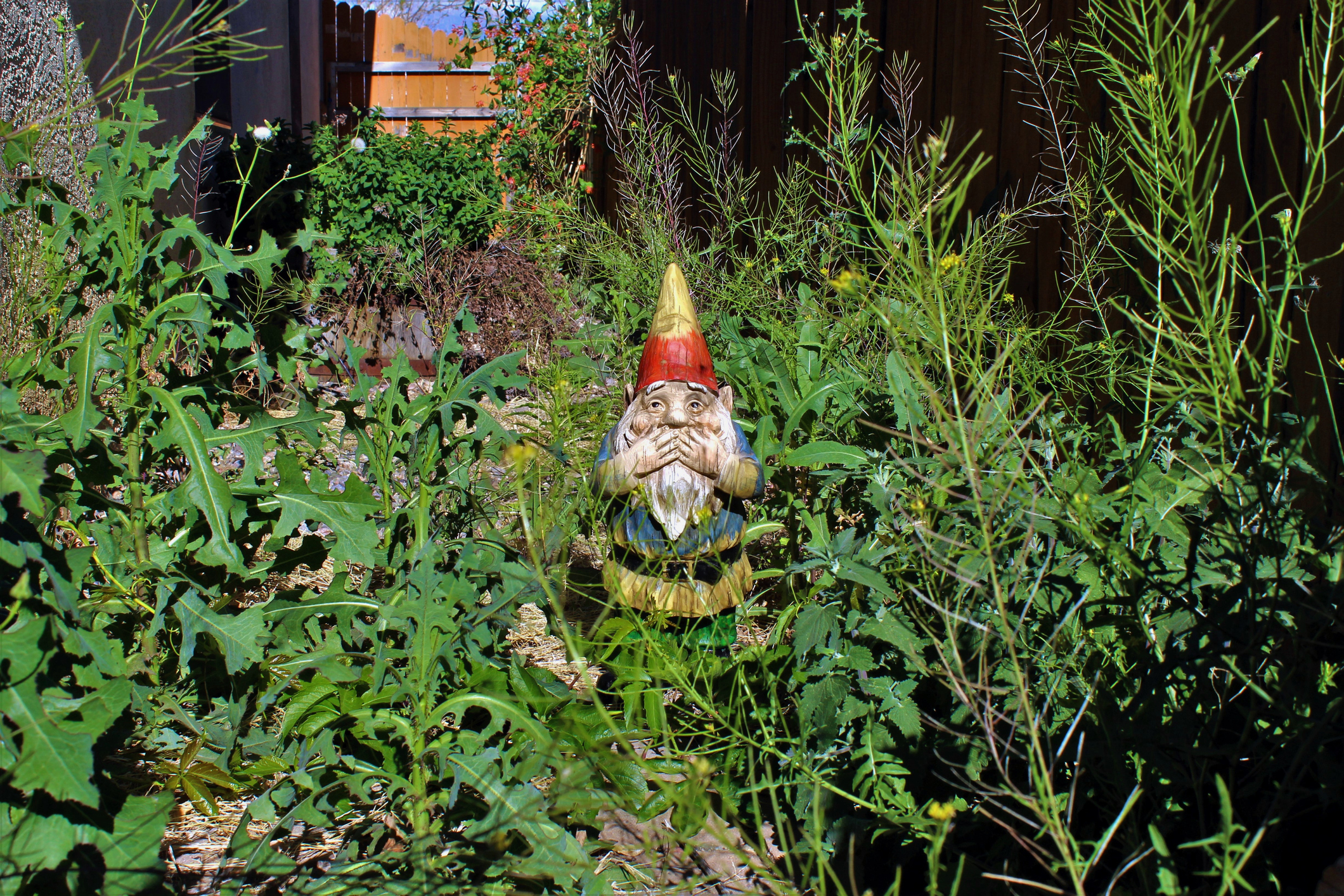 gnome in yard